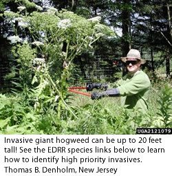 gianthogweed