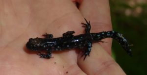 blue-spotted-salamander