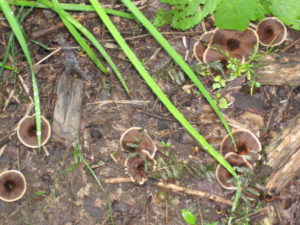 brown-mushrooms