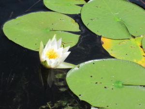 lily-pad-white-flower