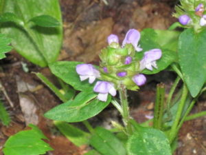 purple-flower-1