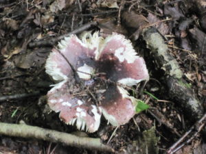 red-mushroom