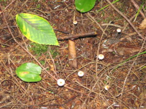 small-mushrooms