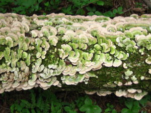 tree-fungus