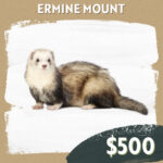 CC Sponsorship - Ermine Mount