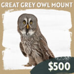 CC Sponsorship - Great Grey Owl Mount