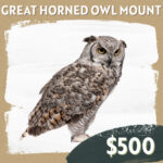 CC Sponsorship - Great Horned Owl Mount