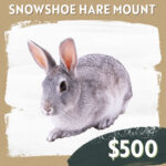 CC Sponsorship - Snowshoe Hare Mount