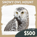 CC Sponsorship - Snowy Owl Mount