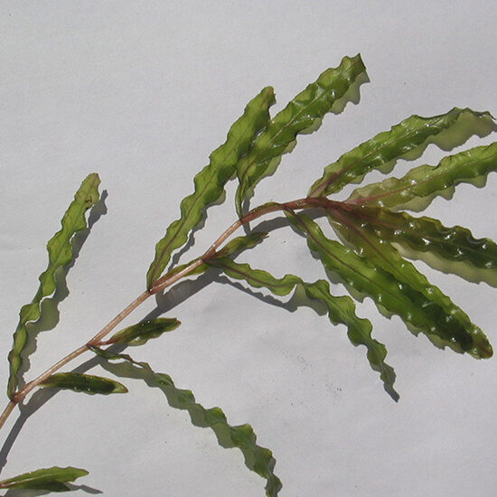 Curly Leaf Pondweed